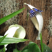 Papillon & Fleur