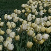 Douces tulipes