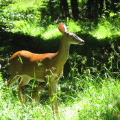Maman avec son bambi