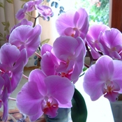 Orchid Paradise