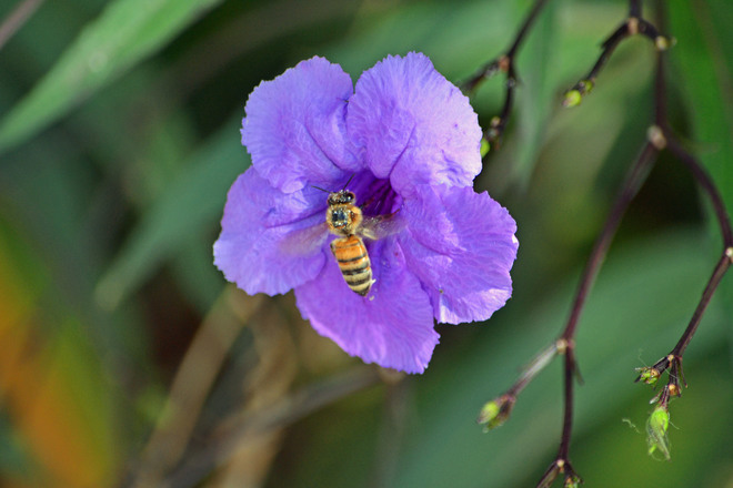 Bee on purple Allamanda Miami Beach, Florida United States