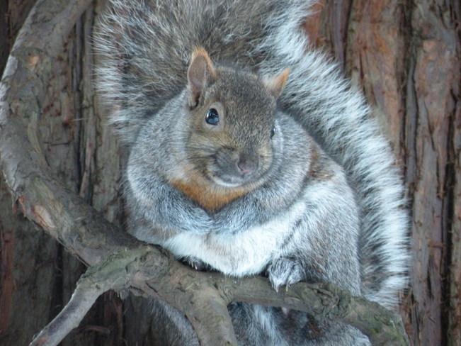 One Fat Squirrel North Vancouver, British Columbia Canada