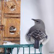 oiseau rare surtout en hiver