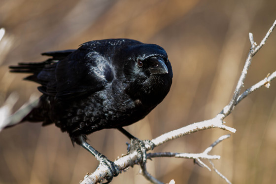 Kent's Pomd Crow