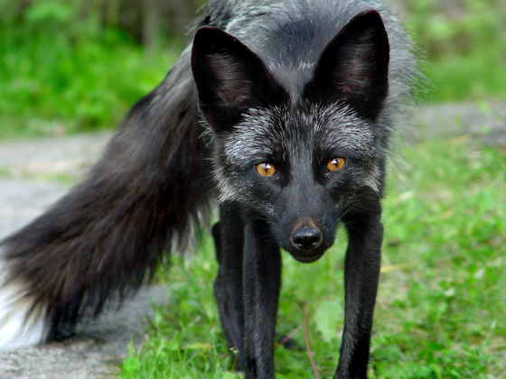 Silver Black  Fox