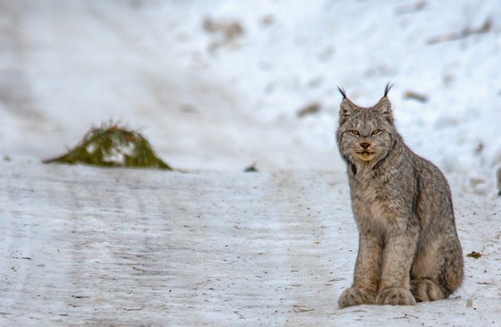 The Canada Lynx