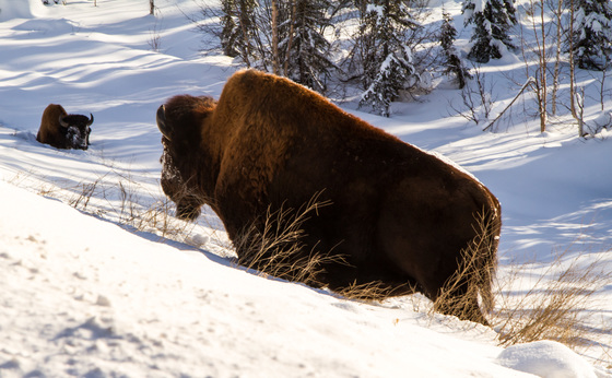 Wood Bison, Alaska Highway,  B.C.