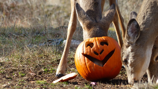 Deer eating the Halloween pumpkin Grand Forks, BC