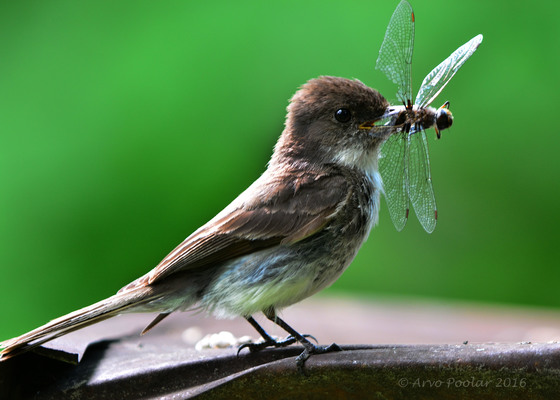 Eastern Phoebe with drangonfly