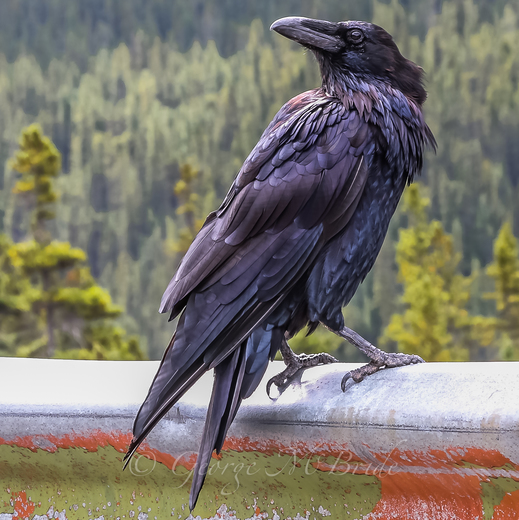 Raven....