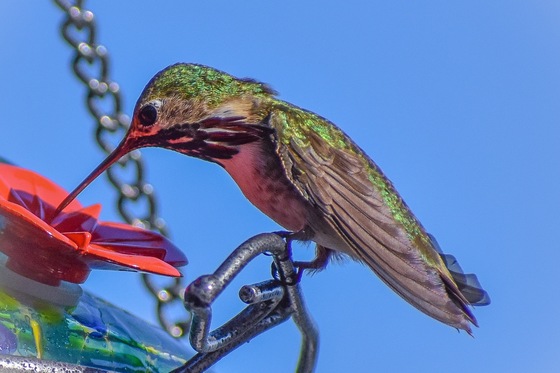 Hummingbird in the Okanagan