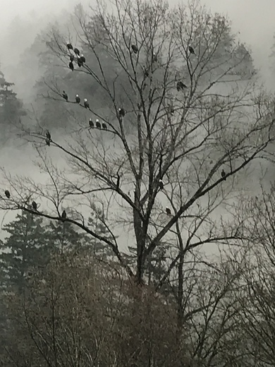 Eagles in the mist