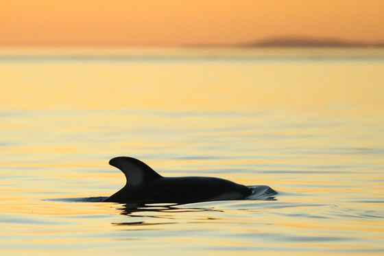 Cetacean Sunsets