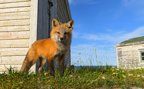6b. Curious fox