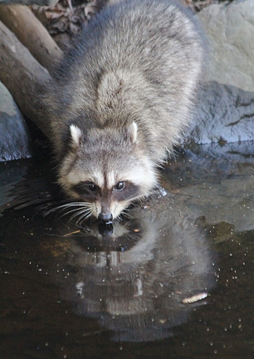 Raccoon Reflection 
