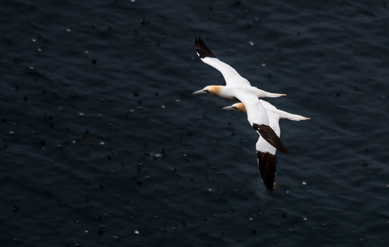 Gannet in Cape St. Mary's Ecological Reserve