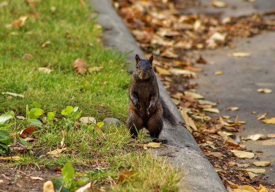 Black Squirrel Standing Tall