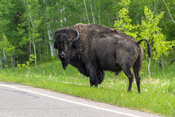 Bison By The Road