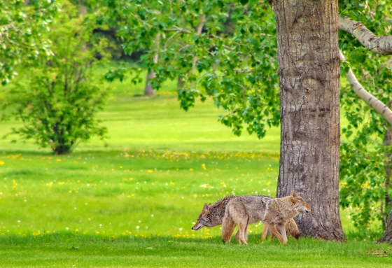 Two Coyotes Grazing