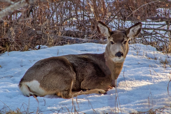 Deer Laying In Snow