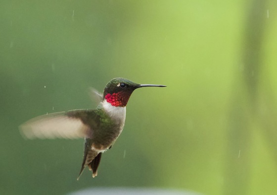 Hummingbird in the rain
