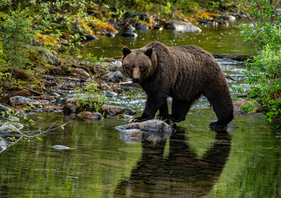 Sow Grizzly Crossing Creek 1
