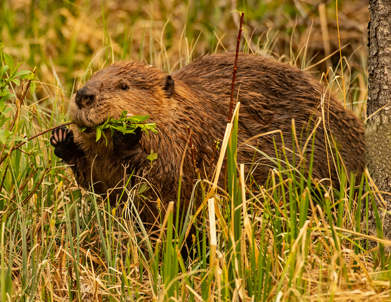Beaver Eating Willow Shoots 1