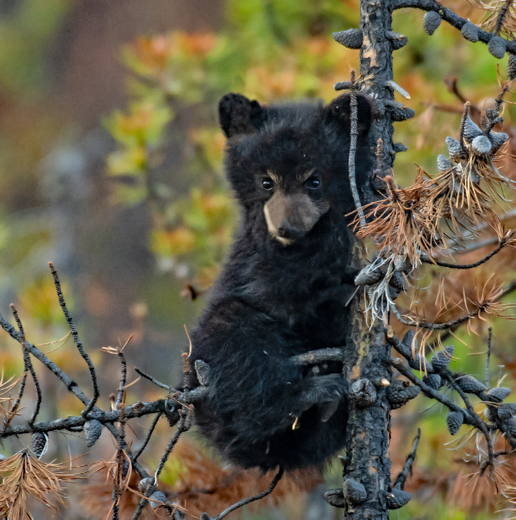 Black Bear Cub 10