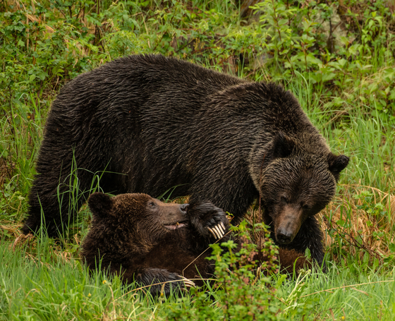 Boar And Sow Grizzly Bears 10