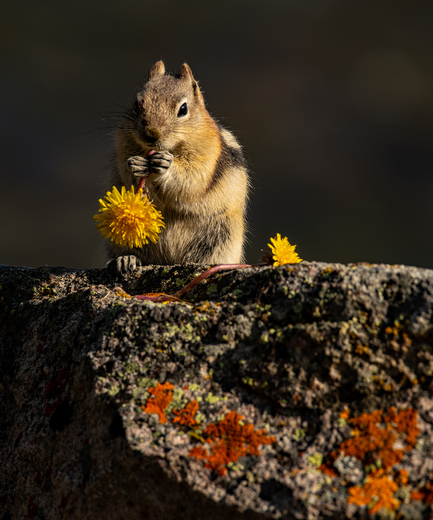 Golden-mantled Ground Squirrel 3