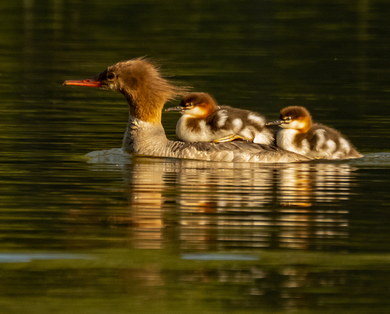 Common Merganser With Young 4