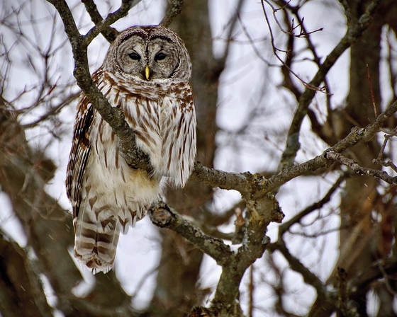 A Winter Owl