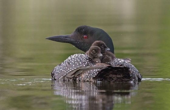 Mama Common Loon with her adorable chicks!