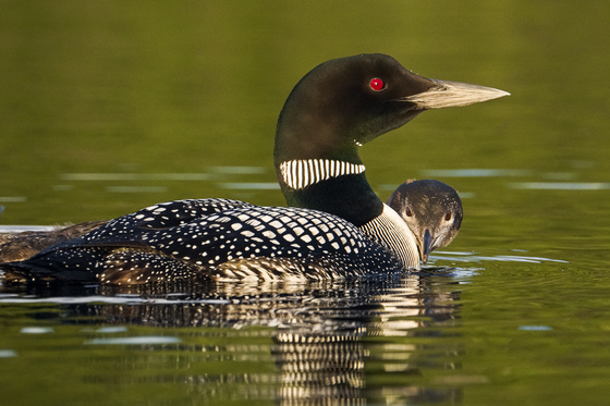 Yellow-billed loon & chick
