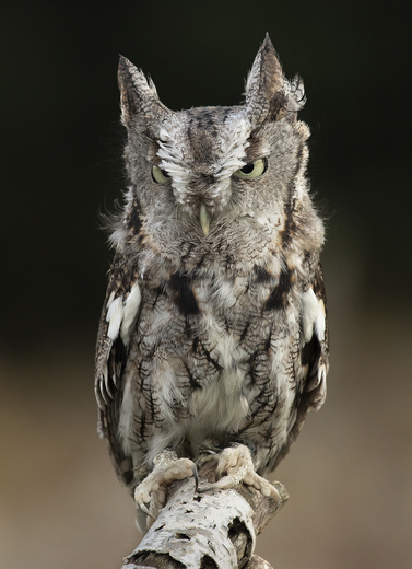Grey Screech Owl