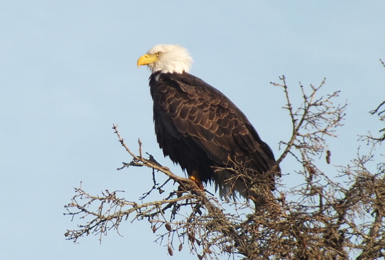 Eagle Perched on a tree