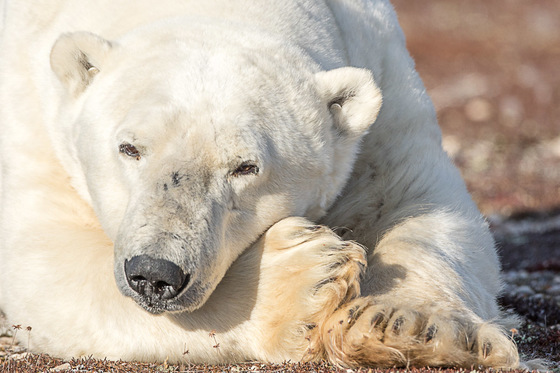Polar Bear - Keeping an Eye on things 