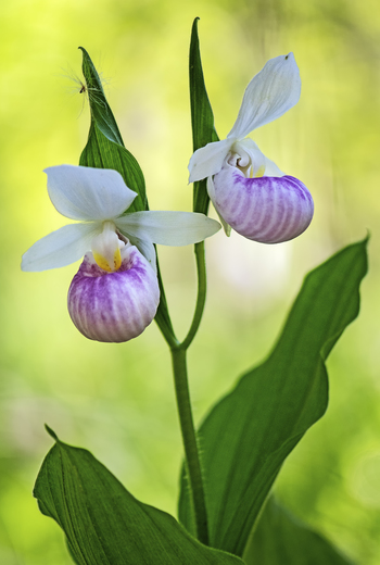 Showy lady's slippers