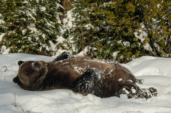 Grizzly Bear Rolling In Snow 1