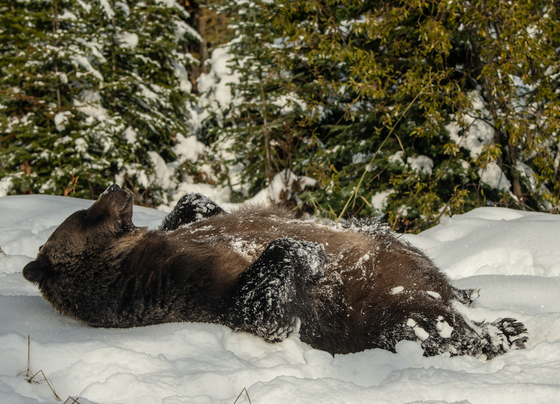 Grizzly Bear Rolling In Snow 2