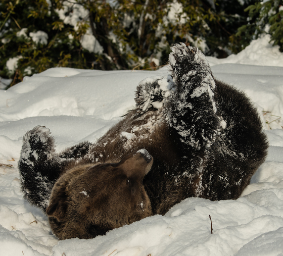Grizzly Bear Rolling In Snow 3