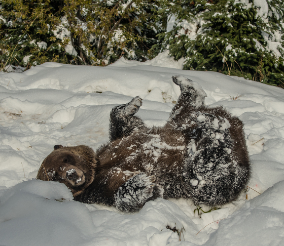 Grizzly Bear Rolling In Snow 4