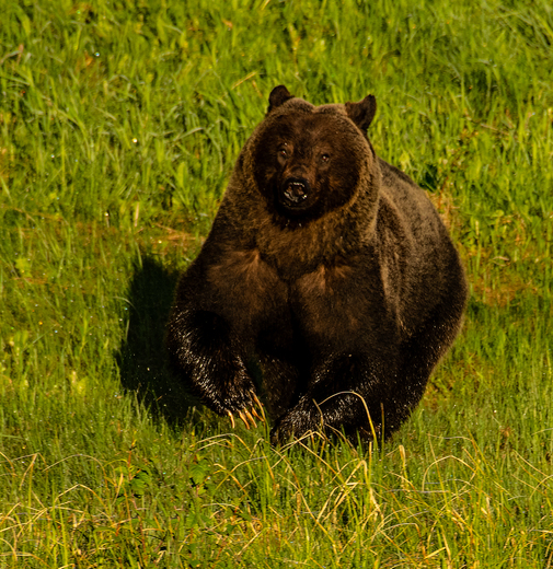 Grizzly Bear Running 2