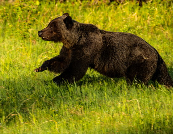 Grizzly Bear Running 3
