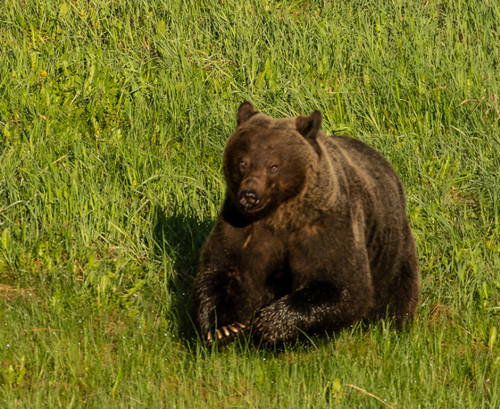 Grizzly Bear Running 4