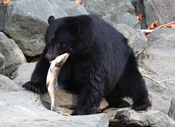 Black Bear with Wild Salmon