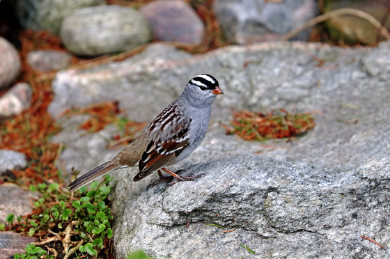 White Crowned Sparrow On The Rocks