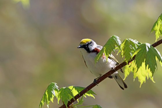 Chestnut Sided Warbler In Maple Tree