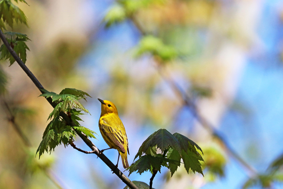 Yellow Warbler In Maple Tree