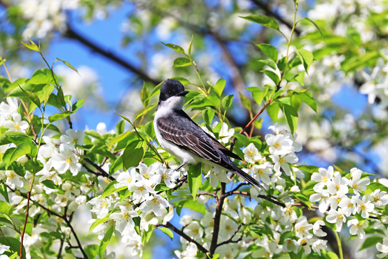 Eastern Kingbird and White Blossoms